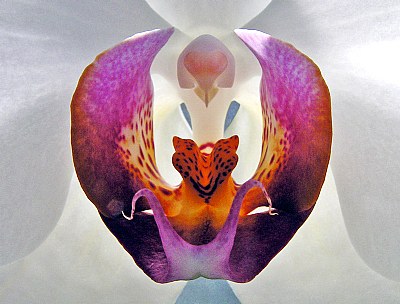 Orchid