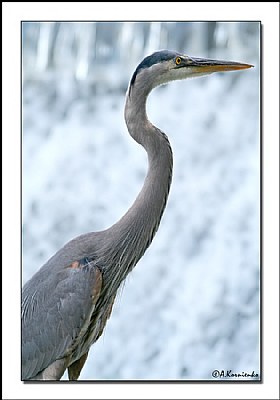 Heron