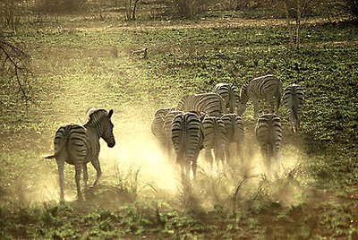 Zebra in the dust