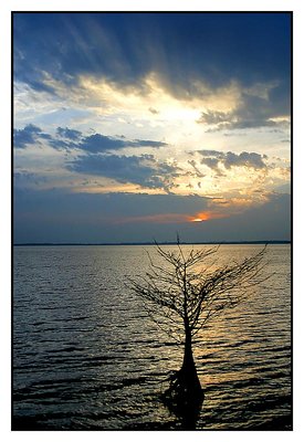 Sunset Cypress