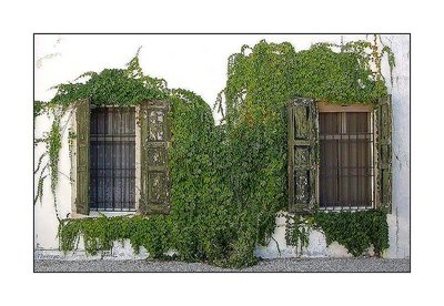 Ivy  and  old  windows