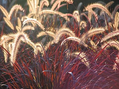 red grass, glowing in the sunset