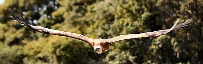 Gliding vulture