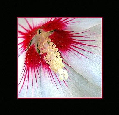 A Stamen Amid Scarlet