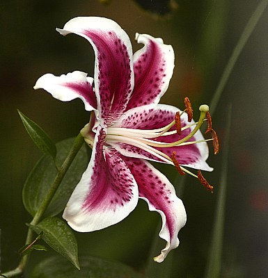 Lilium