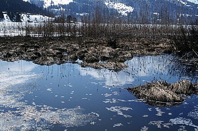 reflection