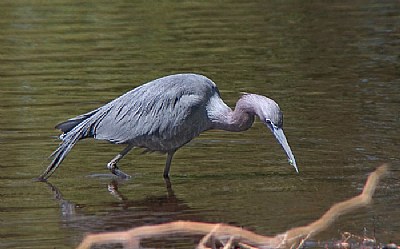 ALittle Blue Heron with Dinner