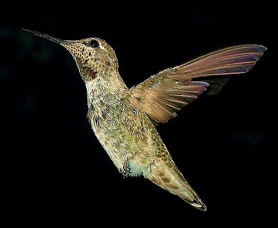 Anna's Hummingbird Lil' Red