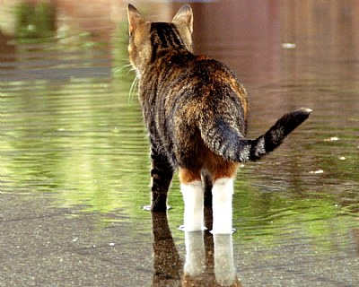 Minous in the rain