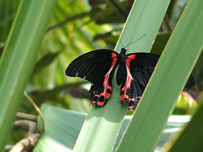 Red & Black Butterfly