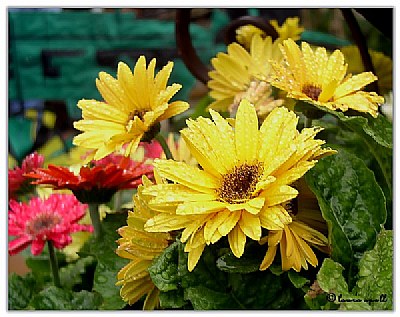 Wet Daisies