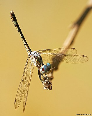 .:: Dragonfly #2 ::.
