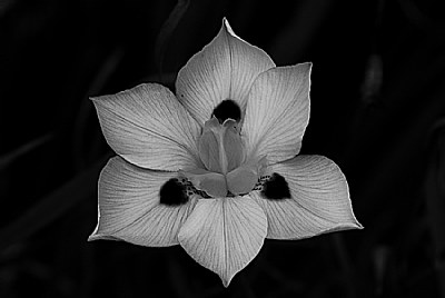 A simple Flower