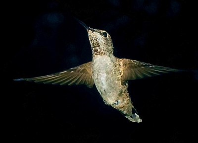 Anna's Hummingbird Lil' Red