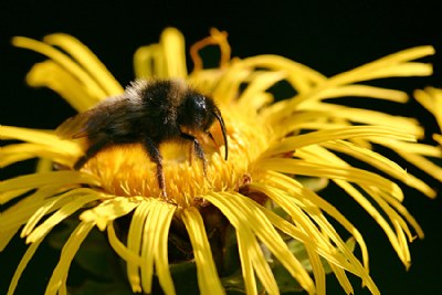 thirsty bumble bee