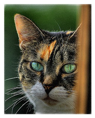 Timid