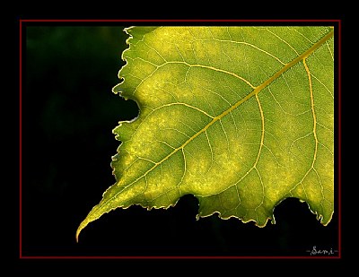 Leaf-1