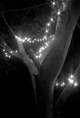 dinner by tree-light