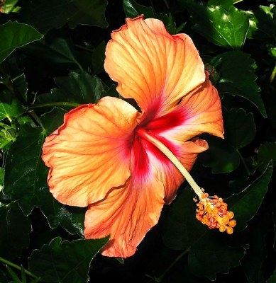 Hibiscus