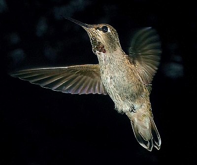 Anna's Hummingbird Lil' Red