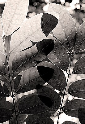 Leaves: Study
