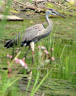 My Heron