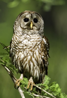 Barred Owl