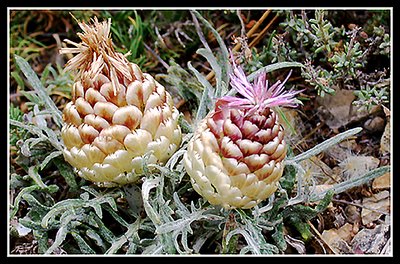 Spanish flower