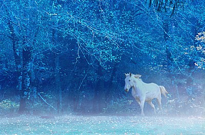 Mist