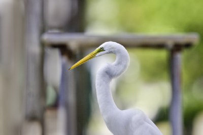 Egret in Watercolor