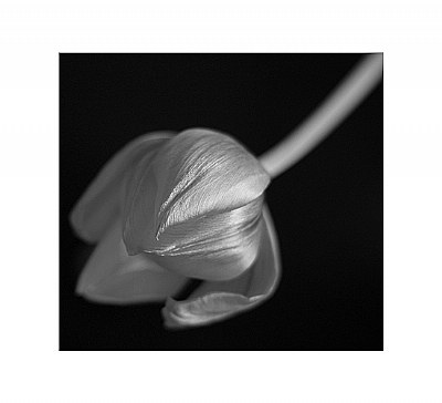 Tulip