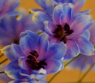 Delphinium