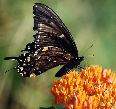 Halloween butterfly