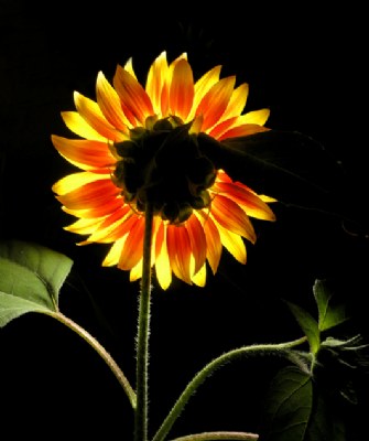 Flower Power