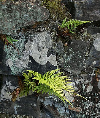 ferns in rocks