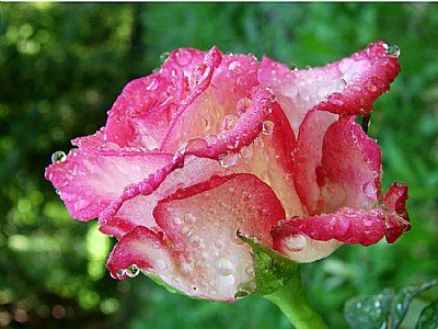 When a  rose weeps