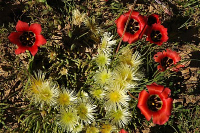 Namaquland Flowers