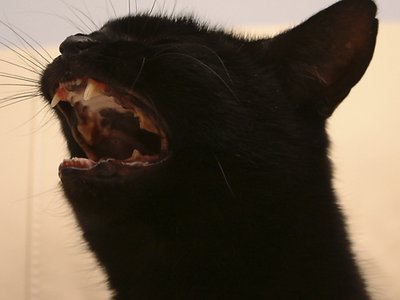 I don't like dentists