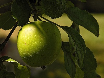 Green appel