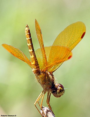 .:: Dragonfly #10 ::.