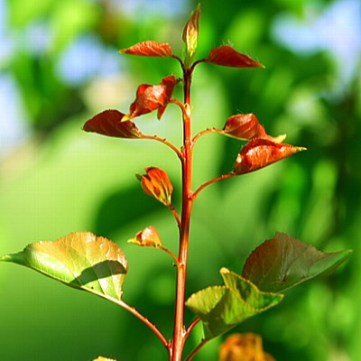 RED LEAVES