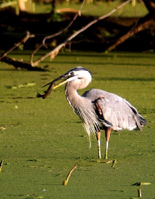 Blue Heron's Breakfast