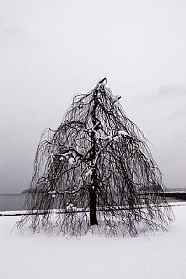 January Tree