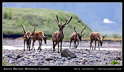 Arctic Refuge: Migrating Caribou