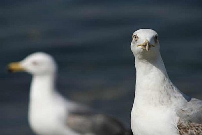 two seagulls