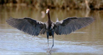 reddish egret