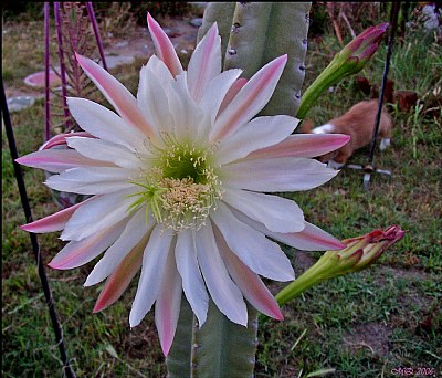 Cacti Flower 1