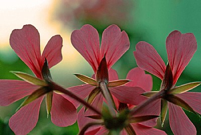 geranium