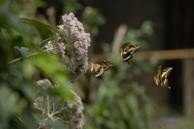 Landing