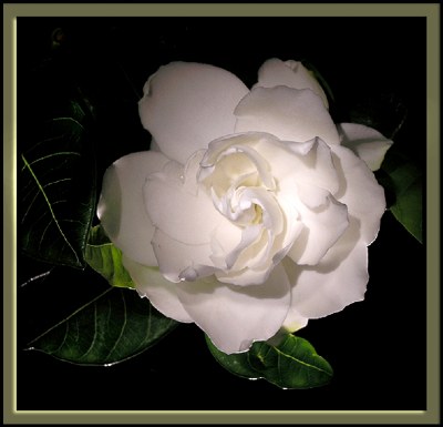 Lady Gardenia